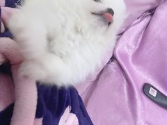 -伟伟宠物医院·CT影像中心·瑞派犬猫综合性门诊(汉口总院)