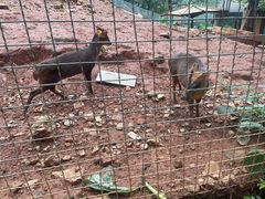 -昆明动物园