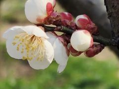 -上海滨江森林公园
