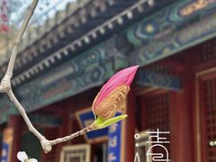 -潭柘寺景区