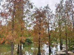 -上海长兴岛郊野公园