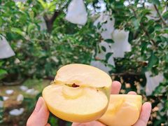 -君乐宝优致牧场