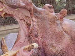 -广州长隆飞鸟乐园
