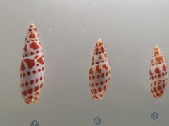 -青岛贝壳博物馆