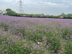 -紫颐香薰山谷景区