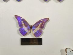 -上海昆虫博物馆