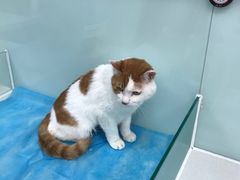 -纳吉亚猫专科动物诊疗中心(蒋宅口分院)