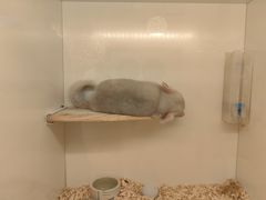 -龙猫仔乐园(惠福东路店)