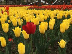 -大宁郁金香公园-停车场