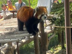 -9号小厨师(端平桥店)