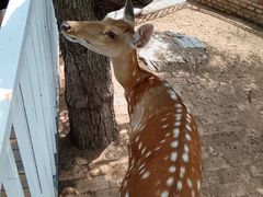 -丽泽山庄·生态怀柔菜·虹鳟鱼(红螺寺店)