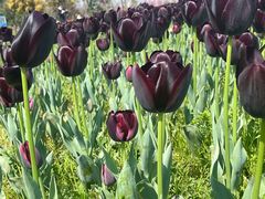 -漩门湾国家湿地公园