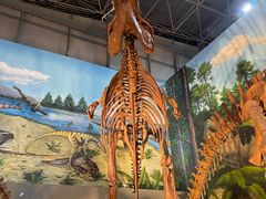 -西峡恐龙遗迹园