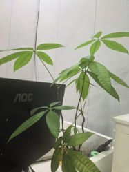 -美兮美学·日式艺术美甲美睫