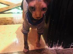 -猫色咖啡·猫咖