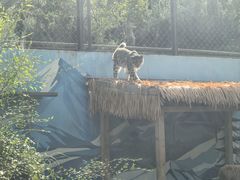 -青藏高原野生动物园