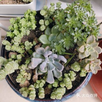 最爱的植物之一是多肉，最近还在计划继续加种多肉