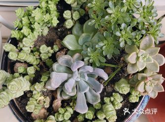 最爱的植物之一是多肉，最近还在计划继续加种多肉