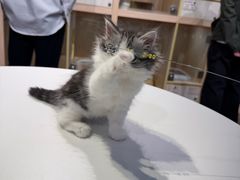 -爪爪喵星球·猫舍(卓悦中心店)