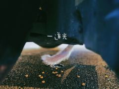 -瑞派申生动物医院·24H夜诊·国际动物医疗中心·骨外科(吴中路店)