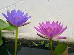 -罗浮山·罗园农庄