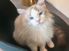 -飞行喵MR PILOT|猫舍·猫咖(静安大融城店)