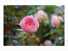 -双季花艺园艺市场(浦东店)