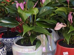 -溪岸路花鸟市场