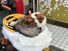 -浅草寺