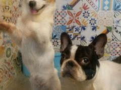 -严国平动物医院(德政总院)