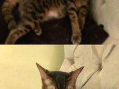 -猫色咖啡·猫咖