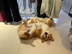 -平行世界·猫咖(首经贸店)
