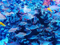 -成都浩海立方海洋公园