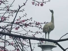 -香雪海