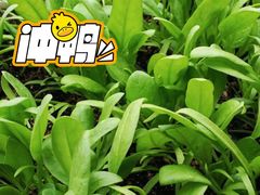 -甜心庄园·甜心草莓采摘园(西青中北店)