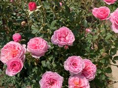 -人民公园(罗湖区)