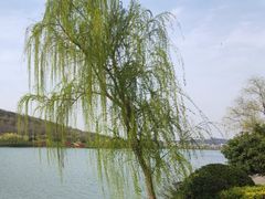-羊山湖公园