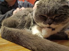 -猫色咖啡·猫咖