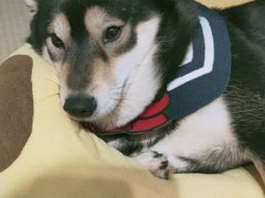 -逗柴咖啡屋·狗咖猫咖宠物桌游