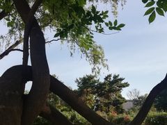 -莲花池公园