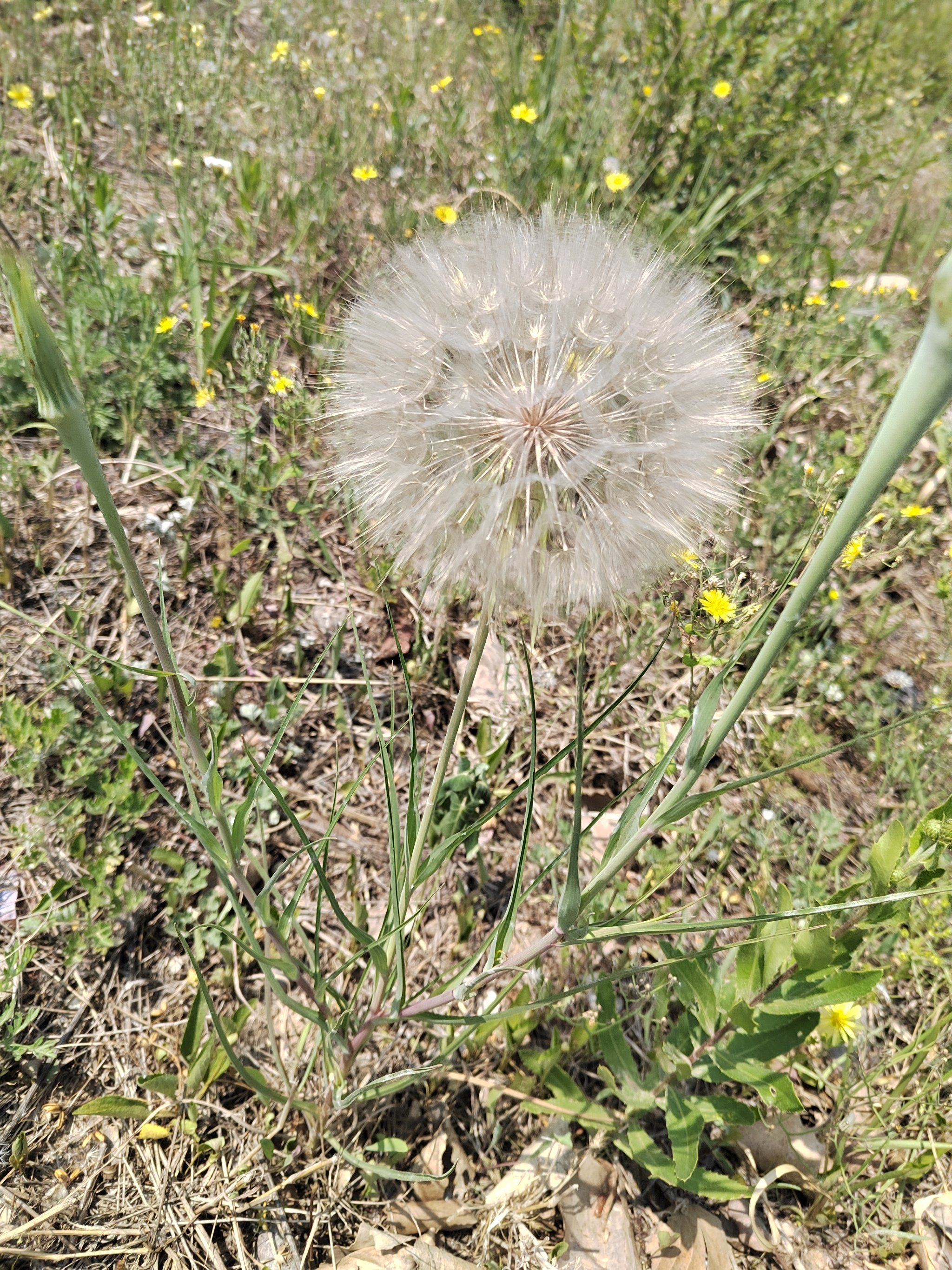 大号蒲公英[耶]黄花婆罗门参