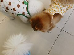 -怪兽屋·羊驼·猫咖·狗咖(俊华广场店)