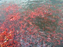 -三碗水湖生态园