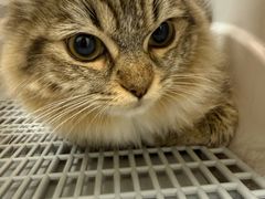 -芭比堂动物医院·CT·微创中心(新顺分院)