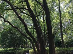 -徐家汇源景区-衡山公园