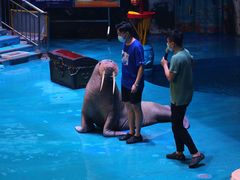 -烟台海昌鲸鲨海洋公园