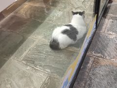 -猫咪博物馆(顶澳仔猫街店)