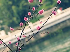 -望江楼公园