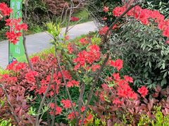 -上海佘山国家森林公园天马山园