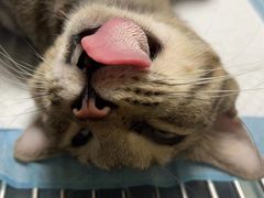 -乐琪宠物医院·犬猫专科·骨外科·急重症
